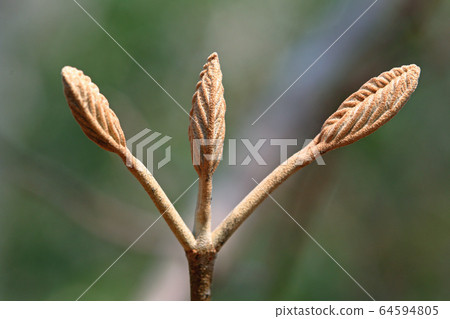福島縣枸杞山毛櫸agarikonomori Tadami鎮的冬芽 64594805