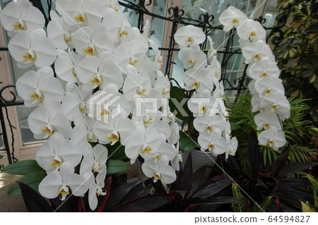 Flower house Flower house 64594827