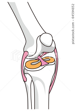 Knee joint structure Ligaments Knee joint structure Ligaments 64594852