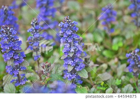 Flower of Ajuga Flower of Ajuga 64594875