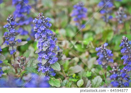 Flower of Ajuga Flower of Ajuga 64594877
