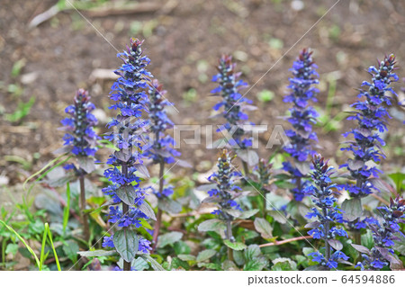 Flower of Ajuga Flower of Ajuga 64594886