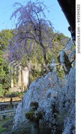 Weeping cherry tree and stone buddha 64594920