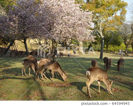 奈良公園鹿櫻花春天 64594945