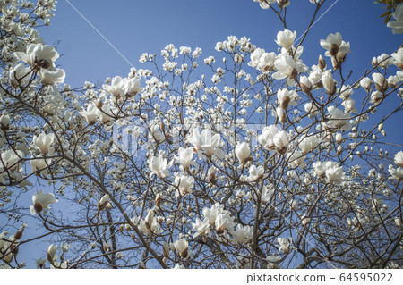 Haku Mokren 64595022