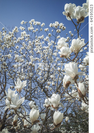 Haku Mokren 64595023