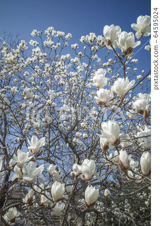 Haku Mokren 64595024