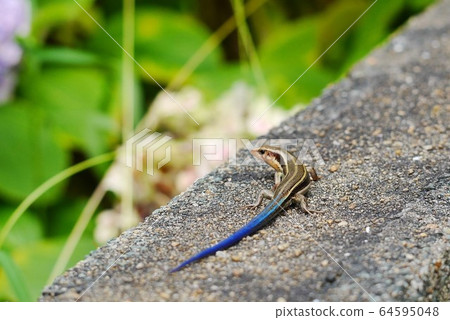 Lizard with a blue tail 64595048
