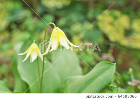 Yellow yellow flower Yellow yellow flower 64595066