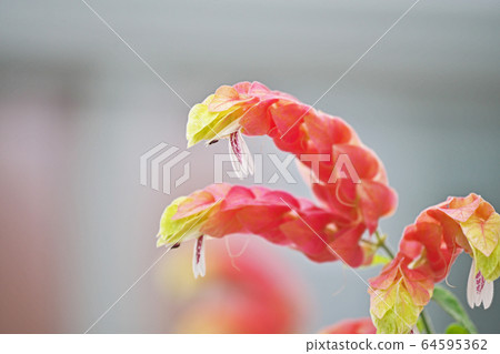 Coevisco的花朵 Coevisco的花朵 64595362