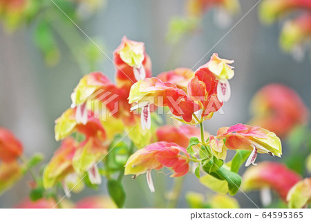 Coevisco的花朵 Coevisco的花朵 64595365