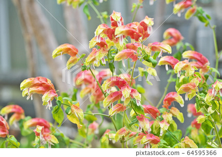 Coevisco的花朵 Coevisco的花朵 64595366