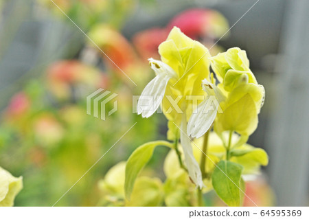 黃小米花 黃小米花 64595369