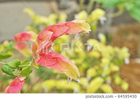Coevisco的花朵 Coevisco的花朵 64595430