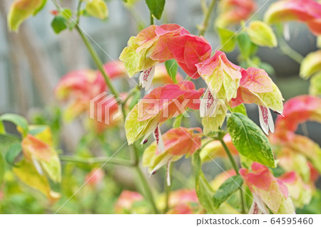 Coevisco的花朵 Coevisco的花朵 64595460