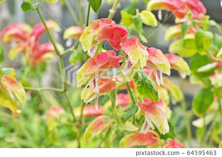 Coevisco的花朵 64595463