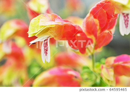 Flowers of Coevisco Flowers of Coevisco 64595465