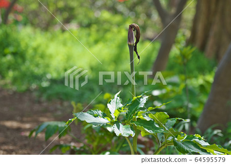 Mimigata Tennansho Flower Mimigata Tennansho Flower 64595579