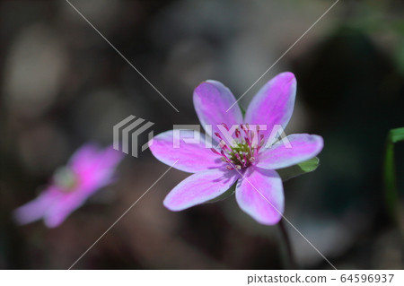 Look out from under the snow Look out from under the snow 64596937