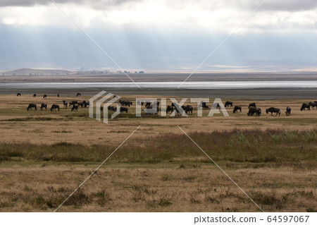 Ngorongoro Conservation Area (Tanzania) Ngorongoro Conservation Area (Tanzania) 64597067