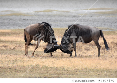 Wildebeest (Ngorongoro Conservation Area, Tanzania) 64597179