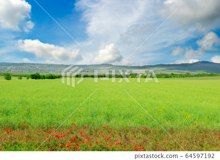 Green rapeseed field with red poppies and blue 64597192
