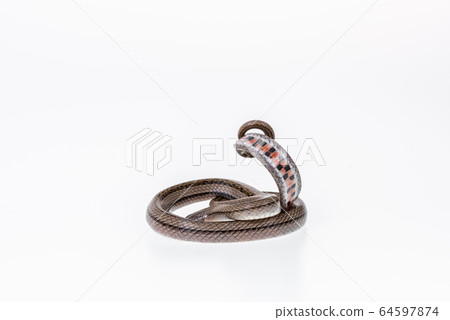 Striped kukri Snake on white background, Striped kukri Snake on white background, 64597874