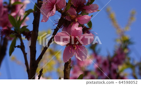 Jeju Spring 64598052
