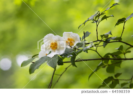 Saruji Saru (summer camellia) 64598359