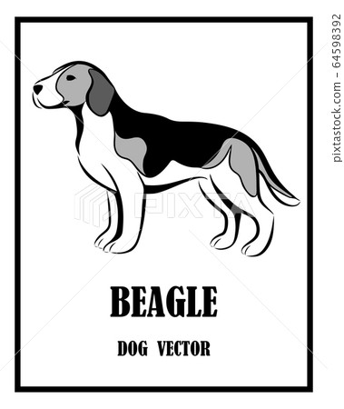 Black and white vector of beagle dog. It is standing. 64598392