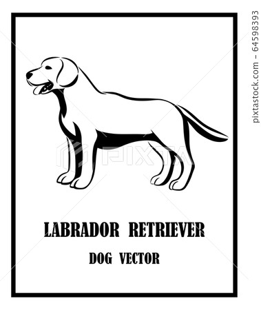 Black and white vector of Labrador Retriever dog. It is standing. 64598393