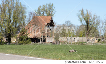 Farm in ruin, Friesland 64598537