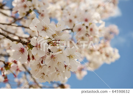 Looking up at the cherry blossoms and the blue sky 64598632