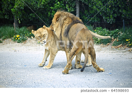愛寶樂園動物園和野生動物園 64598693