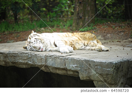 愛寶樂園動物園和野生動物園 64598720