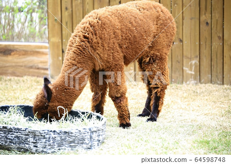 愛寶樂園動物園和野生動物園 64598748