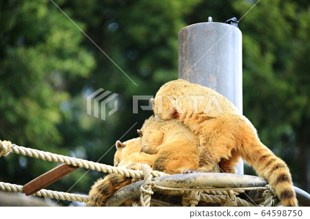 Everland Zoo and Safari 64598750