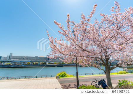 日本春天在鹽入公園的櫻花樹 日本春天在鹽入公園的櫻花樹 64598791