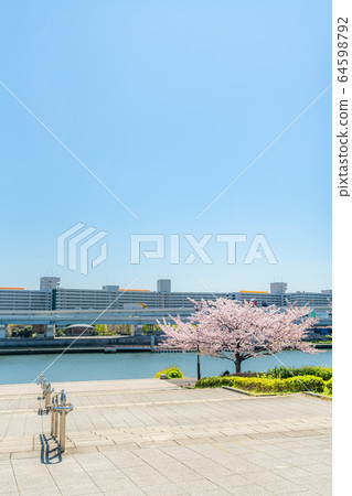 日本春天在鹽入公園的櫻花樹 日本春天在鹽入公園的櫻花樹 64598792