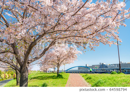 日本春天在鹽入公園的櫻花樹 日本春天在鹽入公園的櫻花樹 64598794