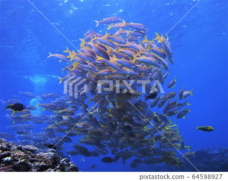 A flock of red snapper, No. 2 A flock of red snapper, No. 2 64598927