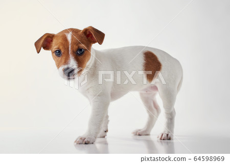 Jack Russel terrier puppy dog on the white Jack Russel terrier puppy dog on the white 64598969