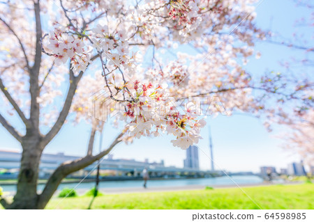東京春天在鹽入公園裡排隊的櫻桃樹 東京春天在鹽入公園裡排隊的櫻桃樹 64598985