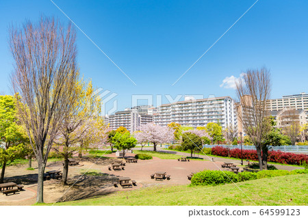 東京春天在鹽入公園裡排隊的櫻桃樹 64599123