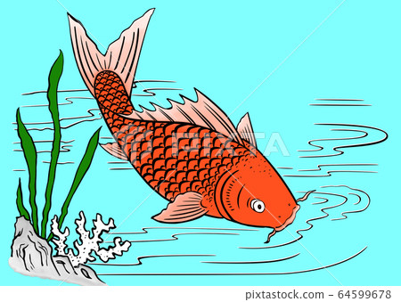 Koi carp Koi carp 64599678