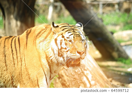 動物園，愛寶樂園 64599712