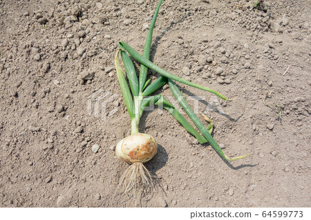 洋蔥的栽培與收穫 洋蔥的栽培與收穫 64599773