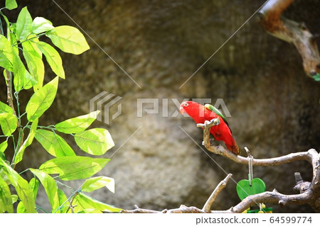 動物園,愛寶樂園 動物園,愛寶樂園 64599774