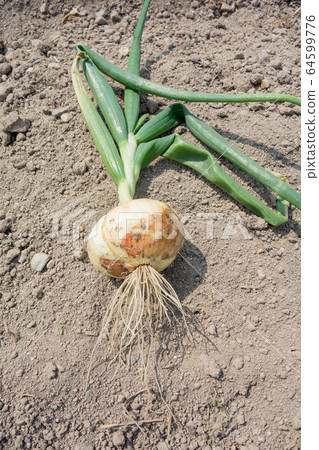 洋蔥的栽培與收穫 64599776