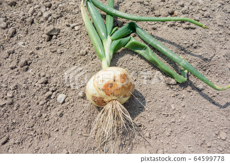 洋蔥的栽培與收穫 洋蔥的栽培與收穫 64599778